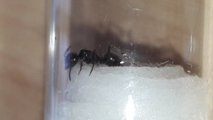 Gyne4, [Lasius fuliginosus] Gyne noire brillante