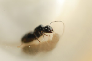 Gyne 1 Tête 001, [C. lateralis et Formica rufibarbis] Trois gynes différentes