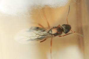 Gyne 3 Corps vue du dessus 002, [C. lateralis et Formica rufibarbis] Trois gynes différentes