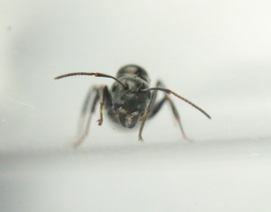 Gyne 1 Face 001, [C. lateralis et Formica rufibarbis] Trois gynes différentes