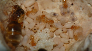 Lasius flavus avec bonnette Raynox, Kit macro KODAK