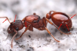 Myrmica avec acariens, Acariens ?