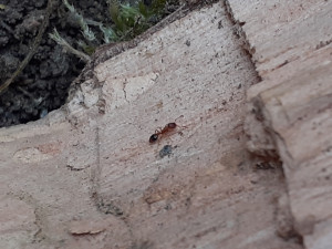 Photo de demie profil, Petites fourmis ambres, dans un souche, sauvées du feu