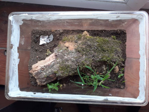 Installation de fortune, Petites fourmis ambres, dans un souche, sauvées du feu