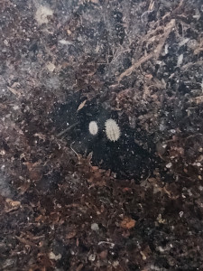 larves de deux tailles, [Blog] Mes Odontomachus haematodus