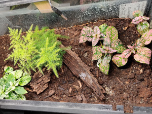 terra vu du dessus, [Blog] Mes Odontomachus haematodus