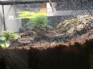 Trace calcaire sur vitre, [Blog] Mes Odontomachus haematodus