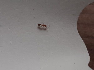 Une meilleure photo ?, Petites fourmis ambres, dans un souche, sauvées du feu