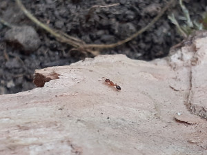Une meilleure photo? (2 le retour), Petites fourmis ambres, dans un souche, sauvées du feu