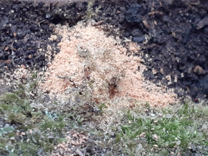 En plein travail, Petites fourmis ambres, dans un souche, sauvées du feu