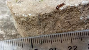 Petite gyne rouge (photo 3), [Myrmica sp.] Petite gyne rouge (Myrmicinae)