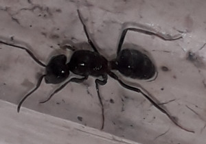 Photo 1, [Lasius fuliginosus] Identification gyne gardoise noire à pattes claires