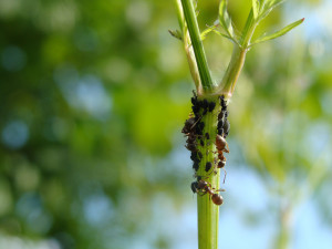 photo 2, [Lasius sp.] Ouvrières avec pucerons