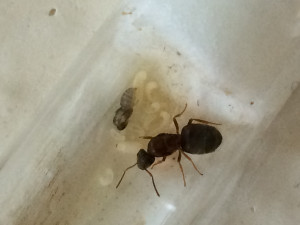 Nymphe, Grosse nymphe nue dans une fondation Lasius