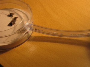 Mes choupettes, [Blog] Ma gyne Lasius sp. noire