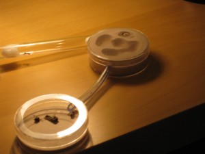 Mon nouveau nid, [Blog] Ma gyne Lasius sp. noire