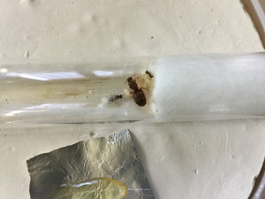 Fondation, Grosse nymphe nue dans une fondation Lasius