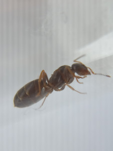 Gyne, [Lasius cf brunneus] Demande d’identification de 3 petites gynes.