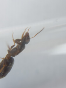Tête et thorax, [Lasius cf brunneus] Demande d’identification de 3 petites gynes.
