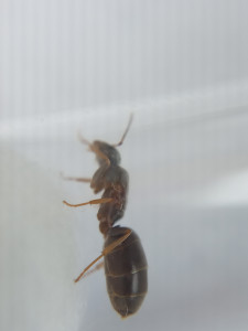 Gastre, [Lasius cf brunneus] Demande d’identification de 3 petites gynes.