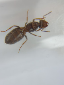De dessous, [Lasius cf brunneus] Demande d’identification de 3 petites gynes.