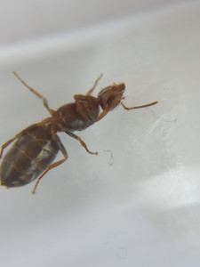 De profil, [Lasius cf brunneus] Demande d’identification de 3 petites gynes.