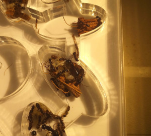 Couvain, [Blog] Camponotus fallax