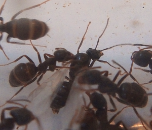 Et oui..., [Blog] Lasius (Dendrolasius) fuliginosus, notre parasite préférée !