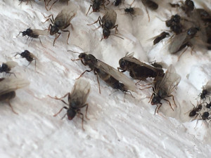Essaimage, [Lasius sp.] Essaimage dans la véranda