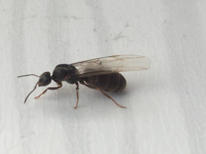 Gyne ailée, [Lasius sp.] Essaimage dans la véranda