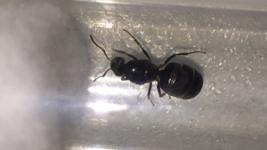 Gyne vue du dessus 1, [Lasius sp.] Essaimage dans la véranda