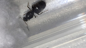 Gyne vue du dessus 2, [Lasius sp.] Essaimage dans la véranda
