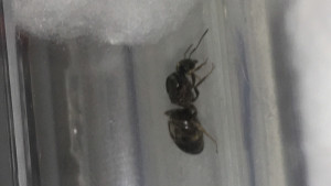 Gyne de profil, [Lasius sp.] Essaimage dans la véranda
