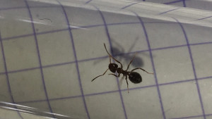 Ouvrière, [Lasius sp.] Essaimage dans la véranda