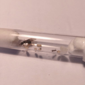 Party time 1, [Blog] Dendrolasius fuliginosus : Queen Elizabanth