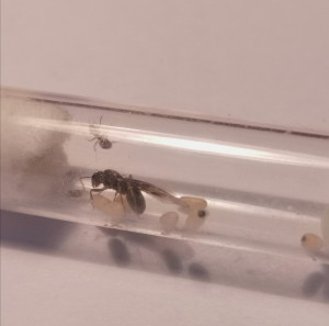 Party time 2, [Blog] Dendrolasius fuliginosus : Queen Elizabanth