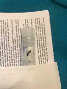 photo 1, [Tetramorium sp.] gynes sur terrasse