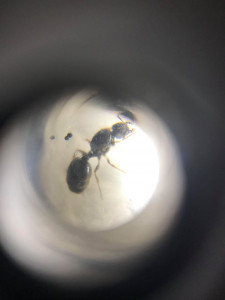 photo 2, [Tetramorium sp.] gynes sur terrasse