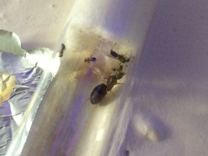 Fondation, Grosse nymphe nue dans une fondation Lasius