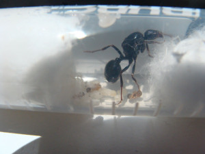 Gyne bleue, [Blog] Les Messor capitatus de Schtroumpfette