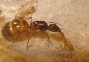 Trophallaxie, [Blog] Camponotus africaines, sanctus et sp d'Afrique de l'est