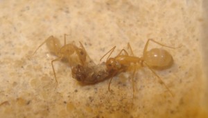 dégustation de criquets, [Blog] Camponotus africaines, sanctus et sp d'Afrique de l'est