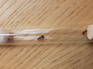 Gynes inconnues 5, [Aphaenogaster sp.] Deux gynes sous un parpaing dans le Jura