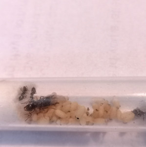 Cocons, gyne et ouvrières, [Blog] Dendrolasius fuliginosus : Queen Elizabanth