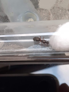 Photo 1, [Formica sp.] Demande d'identification d'une gyne