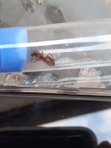 Photo 2, [Formica sp.] Demande d'identification d'une gyne