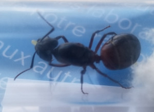 Le même jour, [Blog] Camponotus ligniperda de Haute-Loire