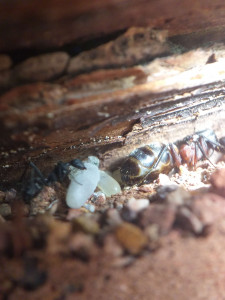 Premier cocon, [Blog] Camponotus cruentatus d'Ant51