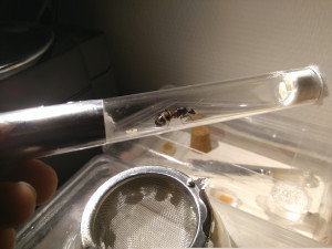 Gyne Camponotus cruentatus, [Blog] Camponotus cruentatus "Les survivantes"