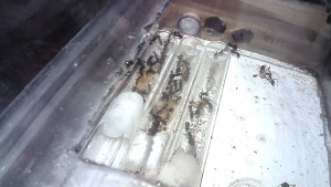 Colonie de Camponotus cruentatus, [Blog] Camponotus cruentatus "Les survivantes"